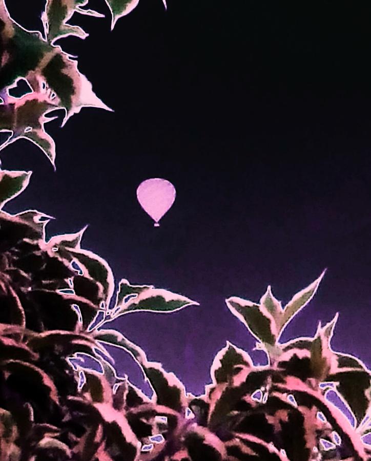 Pink Plant Balloon Photograph by Candy Floss Happy