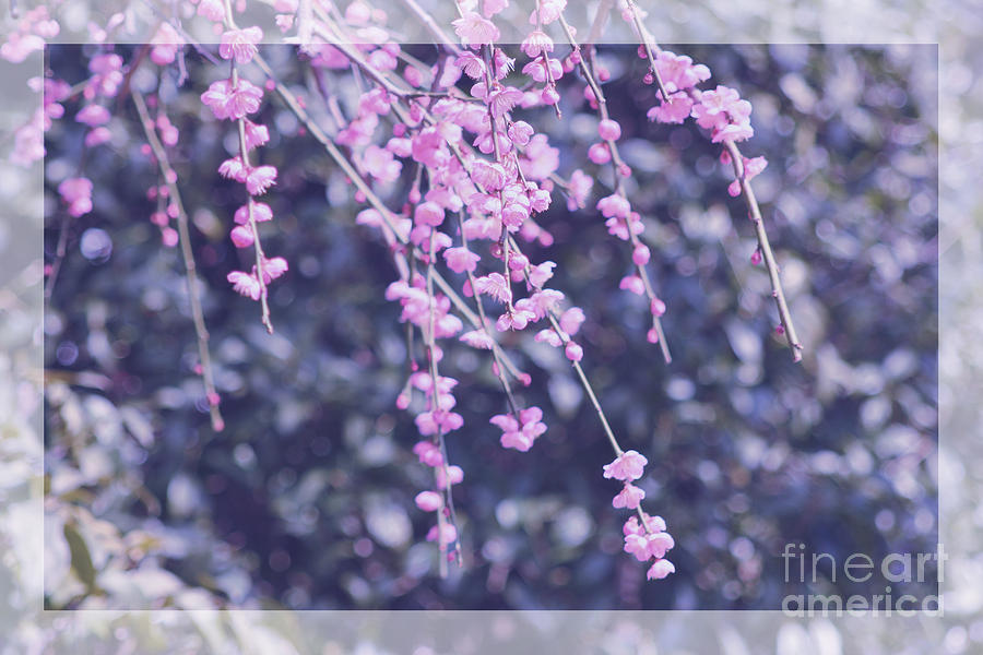 Pink Plum Blossoms with Violet Tones Photograph by Beverly Claire Kaiya