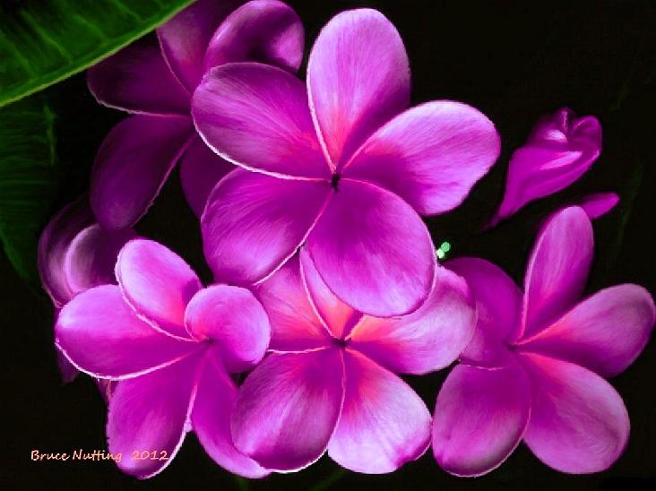 Flowers Still Life Painting - Pink Plumeria by Bruce Nutting