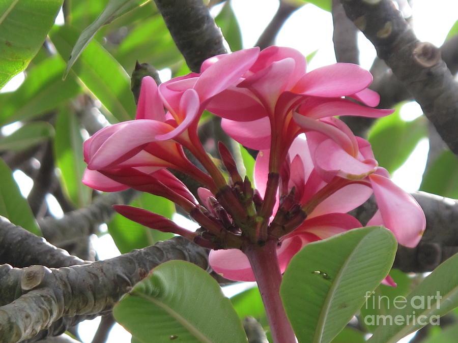Flower Photograph - Pink Plumeria Kauai by Pamela Funk