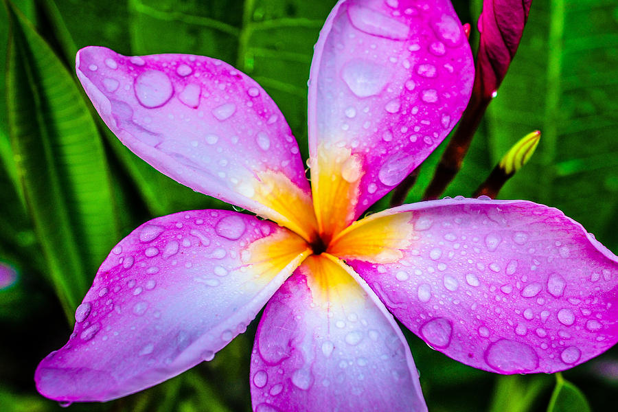 Pink Plumeria Photograph by TK Goforth