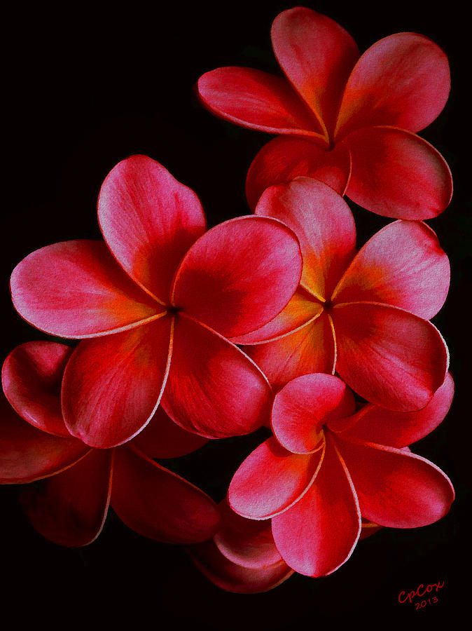 Nature Painting - Pink Plumerias by Chris Cox