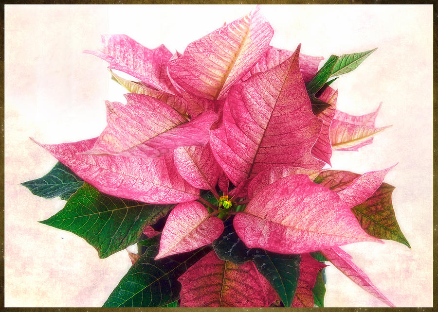 Pink Poinsettia Photograph by Louise Kumpf