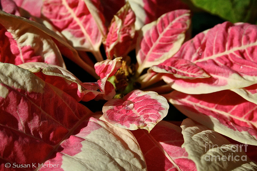Pink Poinsettia Painting by Susan Herber