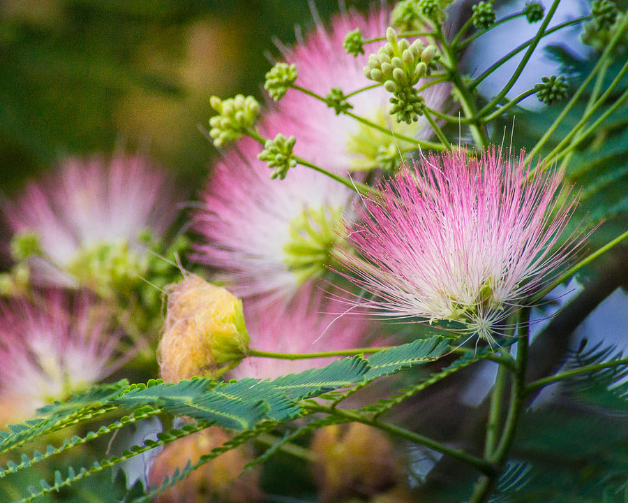 Flower Photograph - Pink Pom Poms by Bill Pevlor