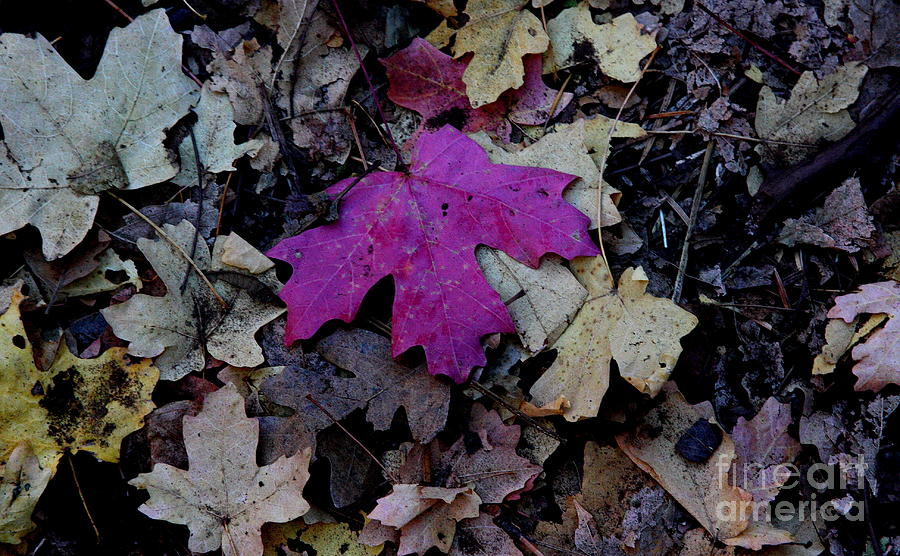 Pink leaf on the forest floor  Photograph by Ruth Jolly