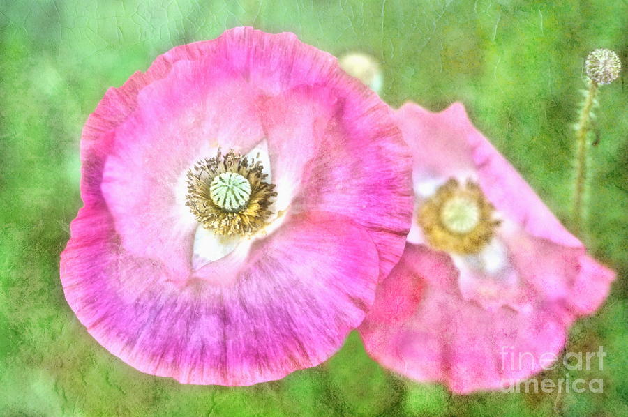 Pink Poppies Photograph by Andrea Kollo
