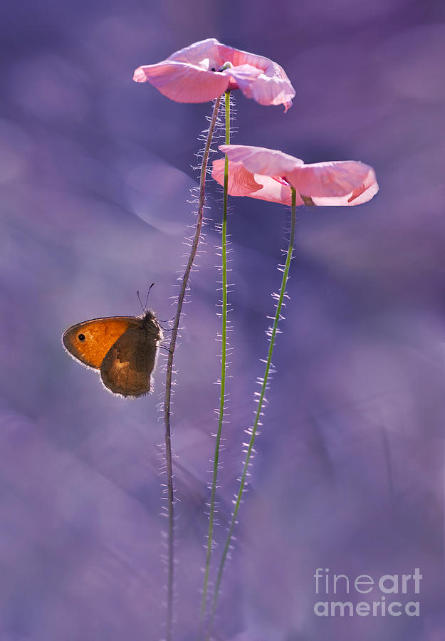 Pink Poppies Photograph by Jaroslaw Blaminsky