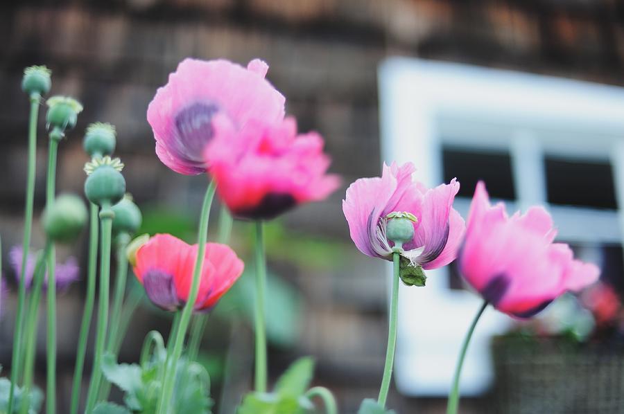Pink Poppies Photograph by Carlina Teteris