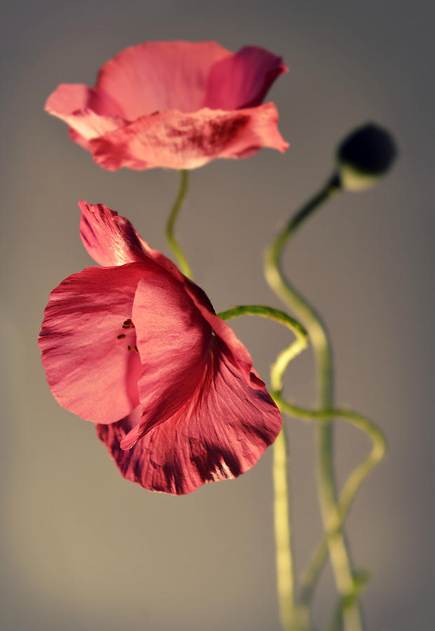 Flower Photograph - Pink poppies composition by Jaroslaw Blaminsky