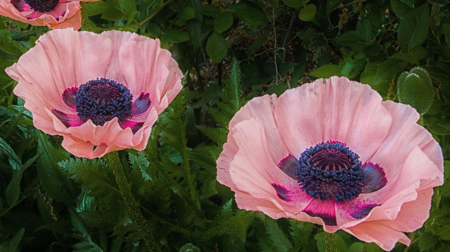 Pink Poppies crop 2 Photograph by Michael J Samuels