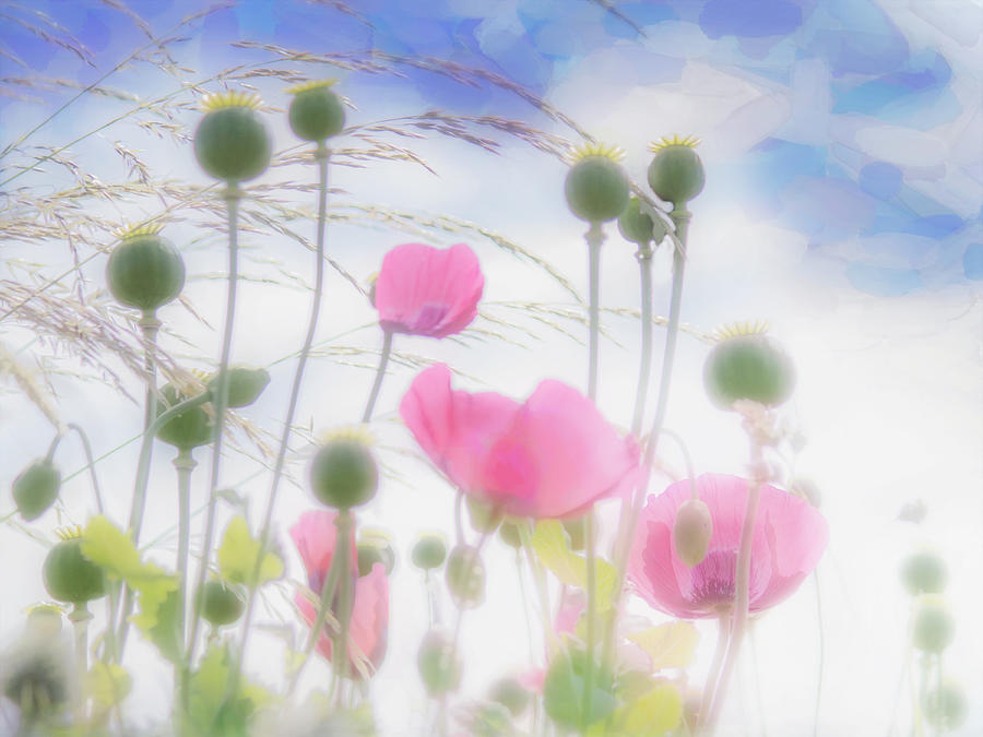 Pink Poppies In A Paper Tissue Sky Photograph