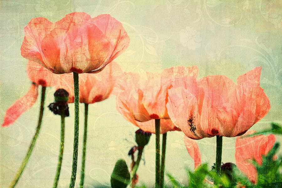 Pink Poppies in the Garden Photograph by Peggy Collins