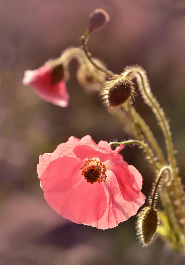 Pink Poppies in the morning sun Photograph by Jaroslaw Blaminsky