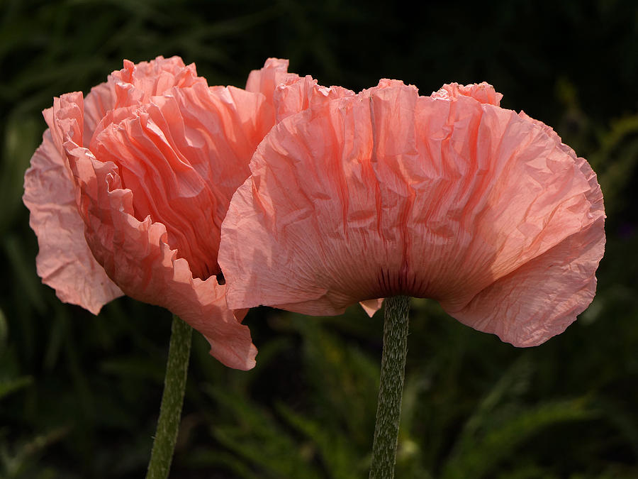 Pink Poppies Photograph by Inge Riis McDonald