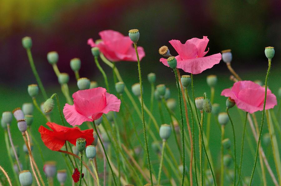 Pink Poppies Photograph by Kathy King