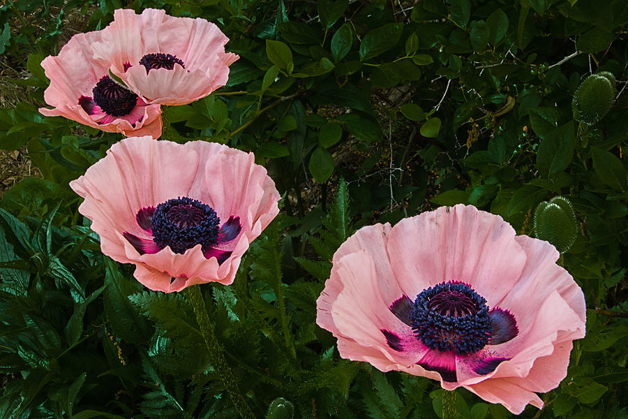 Pink Poppies Photograph by Michael J Samuels
