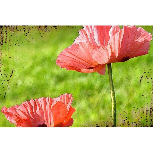 Summer Photograph - Pink Poppies by Niki Crawford
