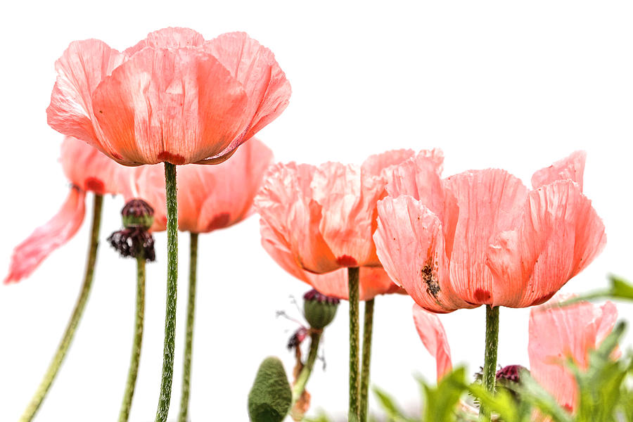 Pink Poppies Photograph by Peggy Collins