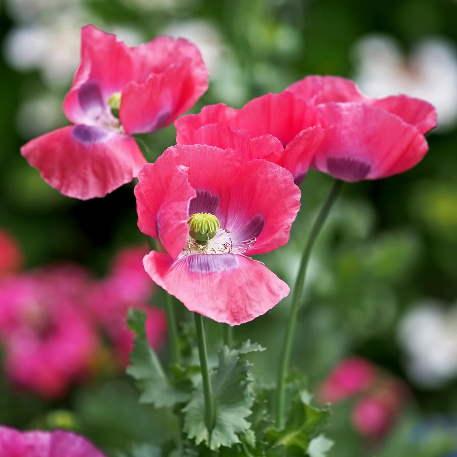 Poppy Photograph - Pink Poppies by Rona Black