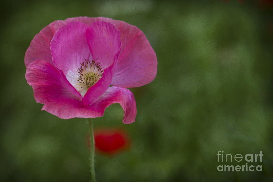 Pink Poppy. Photograph by Clare Bambers