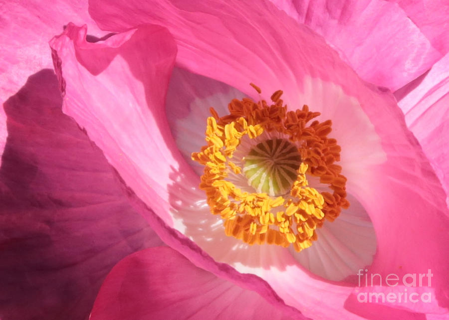 Pink Poppy Closeup Photograph