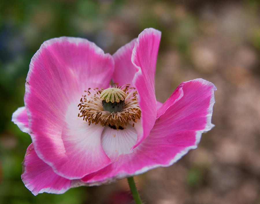 Pink Poppy Photograph by David and Carol Kelly