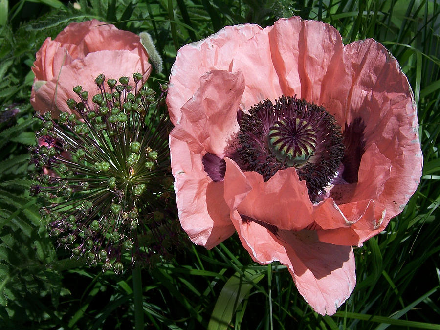 Pink Poppy Photograph by David T Wilkinson