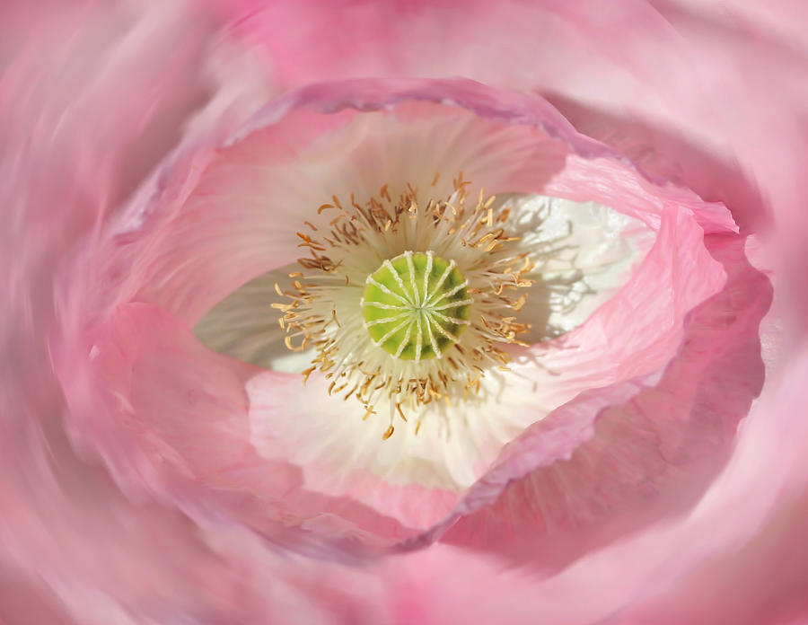 Macro Pink Poppy Flower Abstract Photograph by Jennie Marie Schell