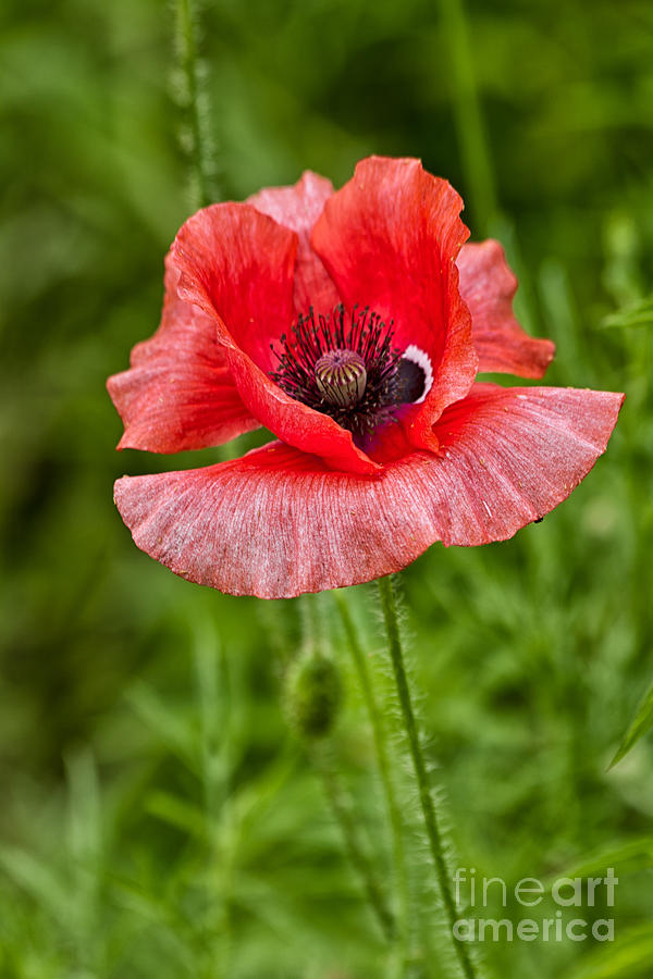 Flower Photograph - Pink Poppy Flower Among the Green Background by Terri Morris
