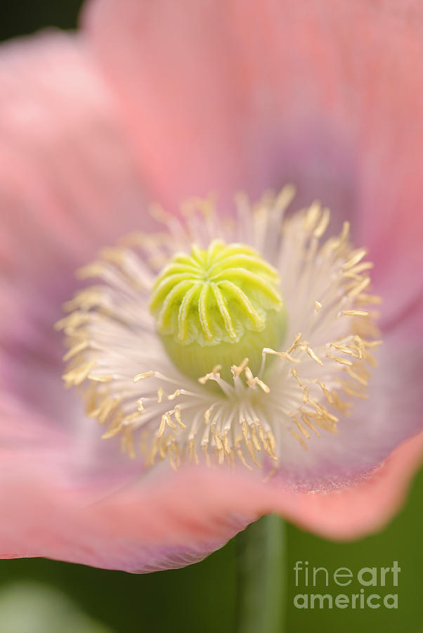 Poppy Photograph - Pink Poppy Flower by Natalie Meier