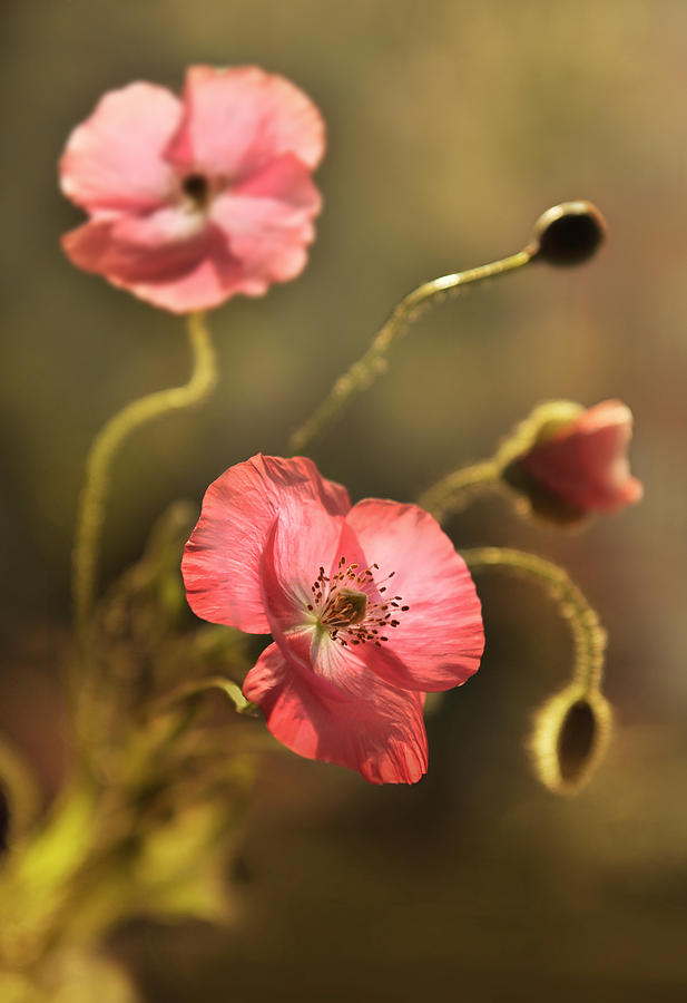 Pink poppy flowers composition Photograph by Jaroslaw Blaminsky