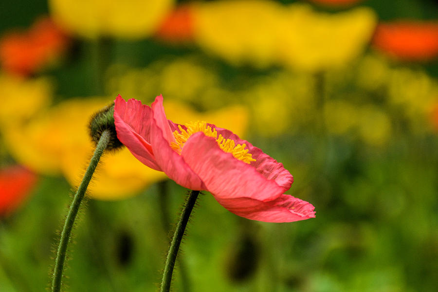 Pink Poppy  Photograph by Jeanne May