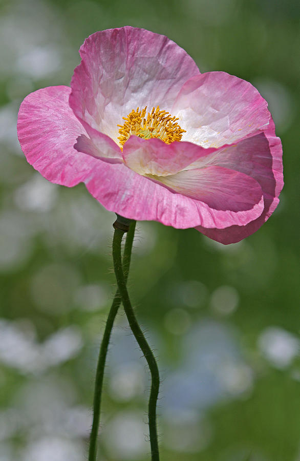 Flower Photograph - Pink Poppy by Juergen Roth