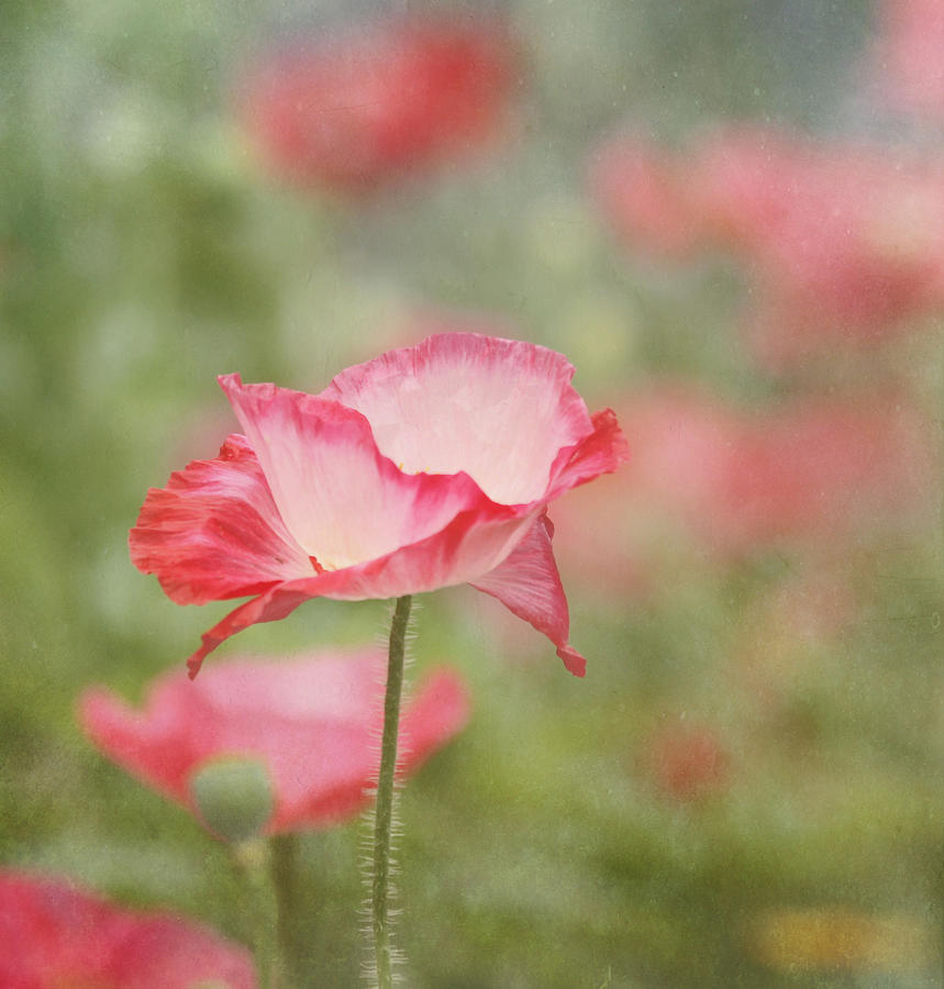 Pink Poppy Photograph by Kim Hojnacki