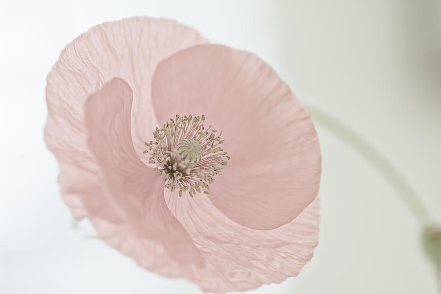 Poppy Photograph - Pink Poppy by Maria Heyens