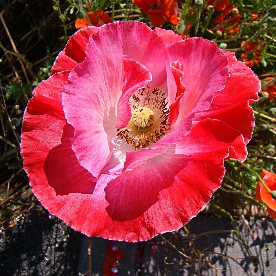 Pink Poppy Photograph by Nick Kloepping