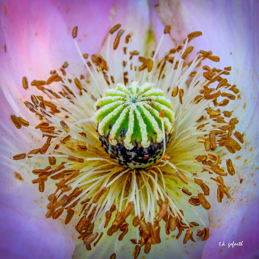 Pink Poppy Squared Photograph by TK Goforth