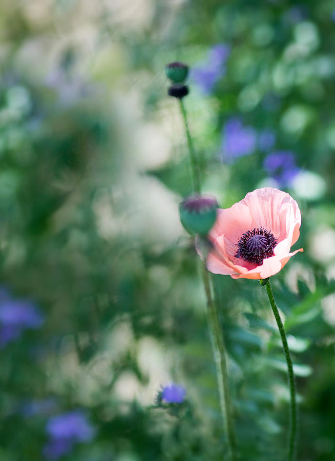 Pink Poppy Tall Photograph by Rebecca Cozart