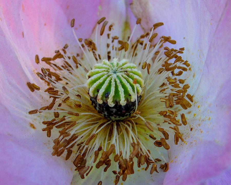 Pink Poppy Photograph by TK Goforth