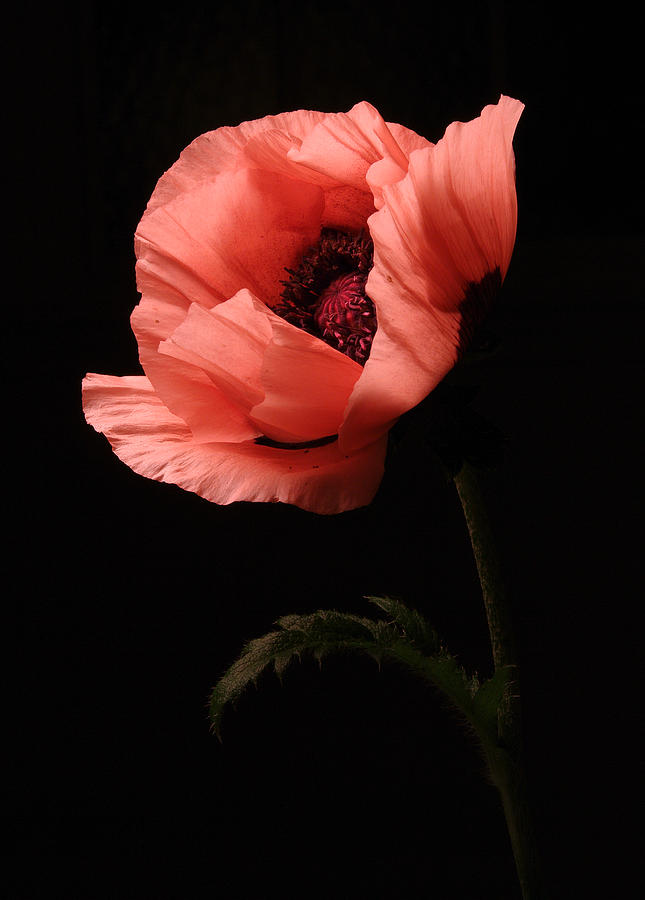 Poppy Photograph - Pink Poppy by Vince Risner Poppy Photograph - Pink Poppy by Vince Risner