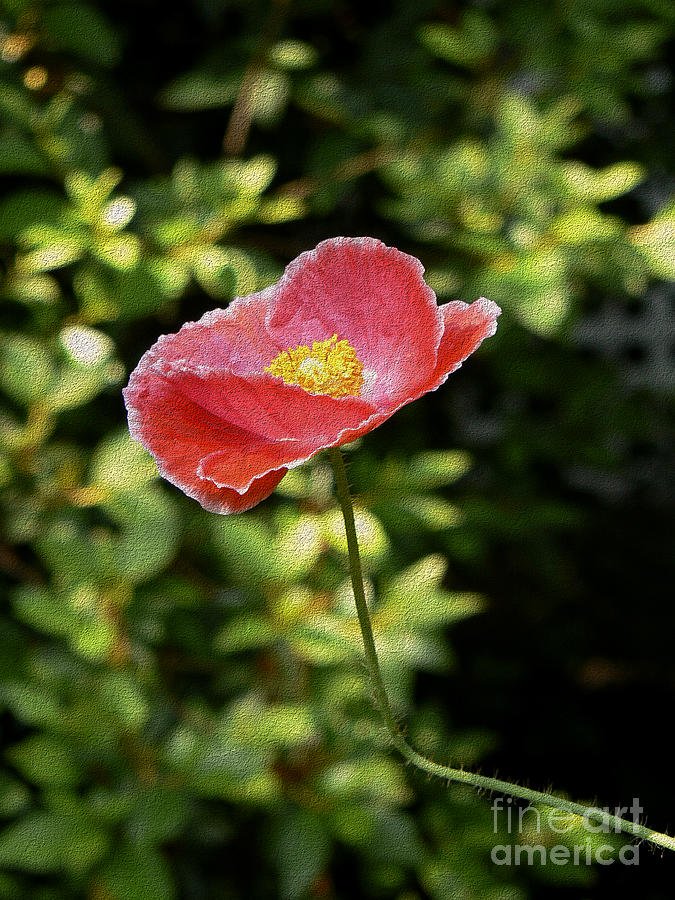 Pink Poppy with a Bent Stem Photograph by MM Anderson
