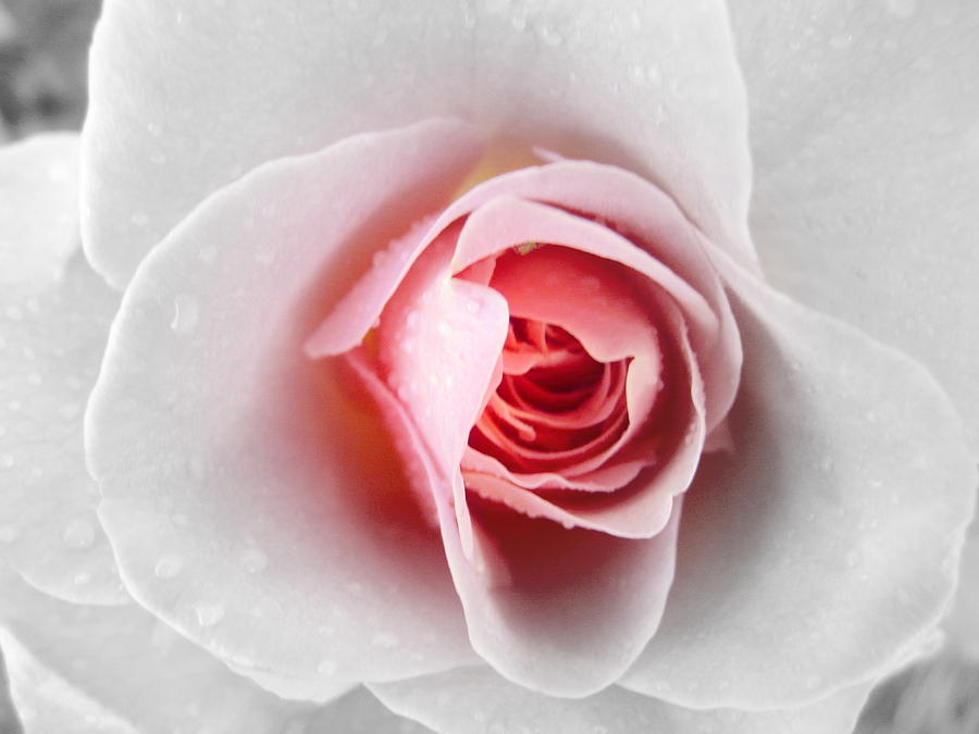 Rose Photograph - Pink Posy by Elizabeth Holland