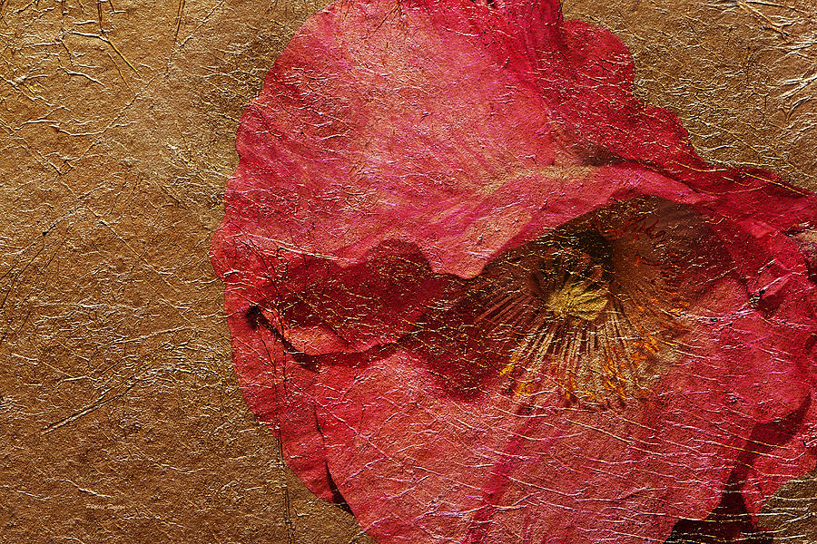 Pink Poppy Gold Leaf Photograph by Phyllis Denton
