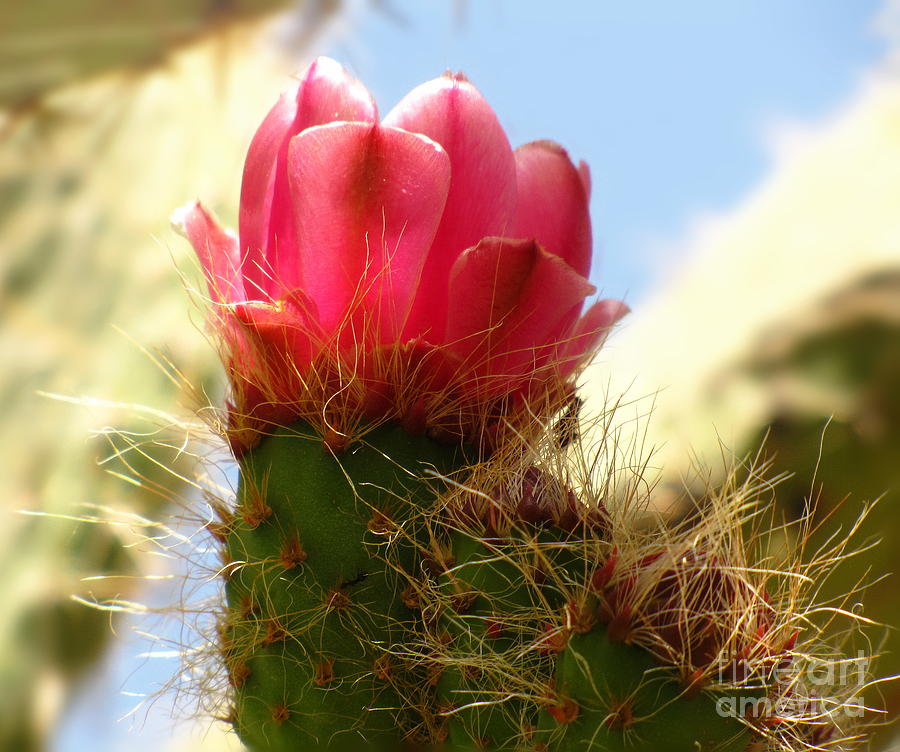 Pink Prickly Pear Posie Photograph by Marilyn Smith
