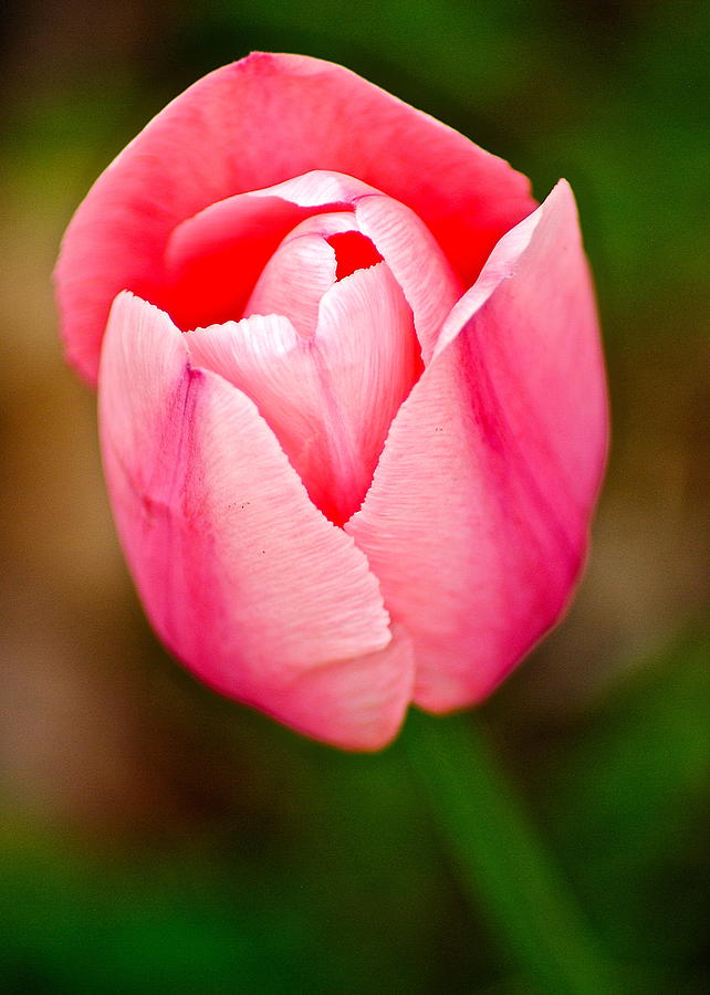 Spring Photograph - Pink Pride by Frozen in Time Fine Art Photography