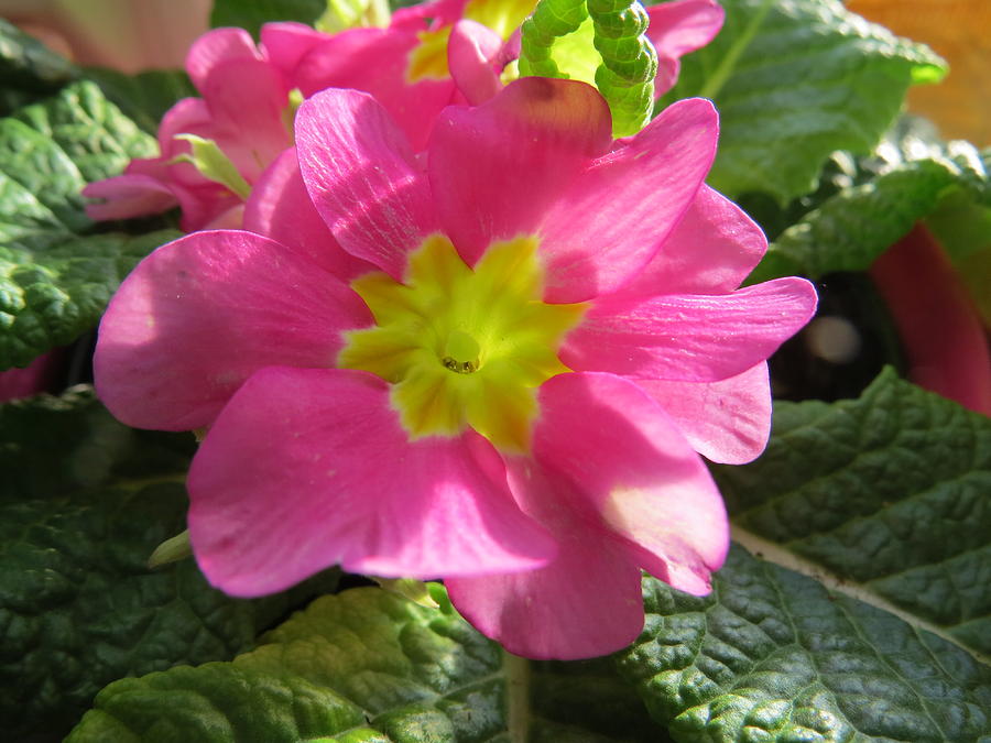 Pink Primrose In The Sun Photograph by Elisabeth Ann - Pixels