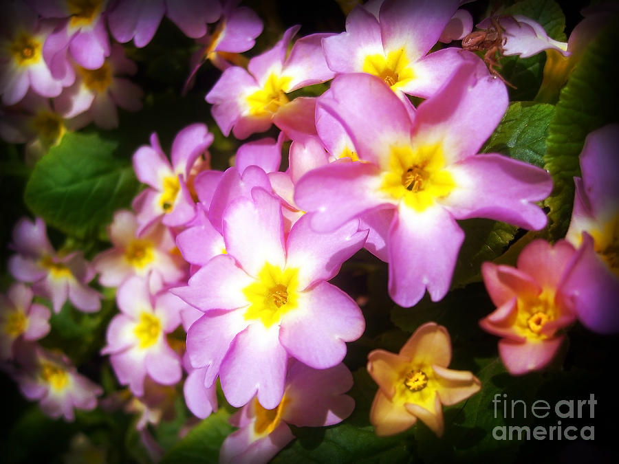 Pink Primroses Photograph by Nina Ficur Feenan