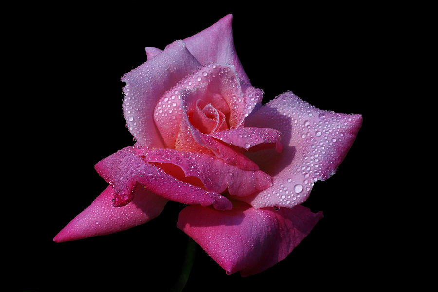 Rose Photograph - Fuchsia by Doug Norkum