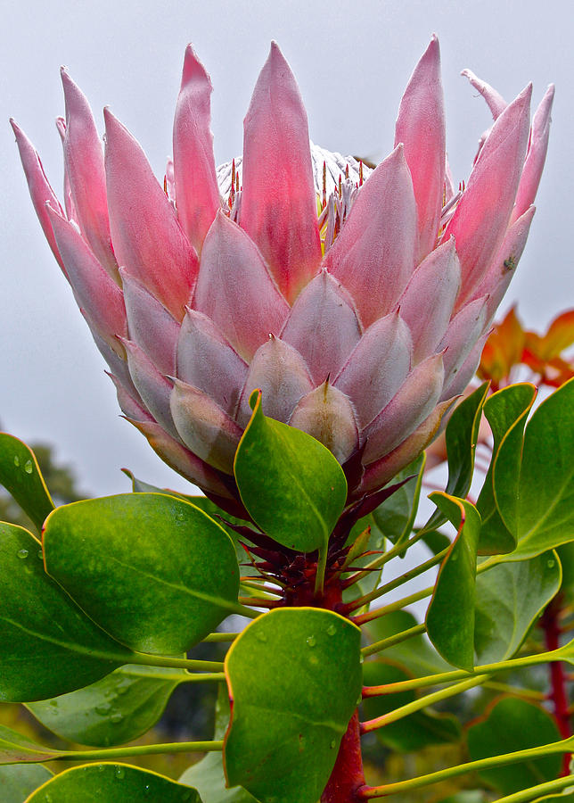 Pink Protea Bud Photograph by FeatherstoneWitty